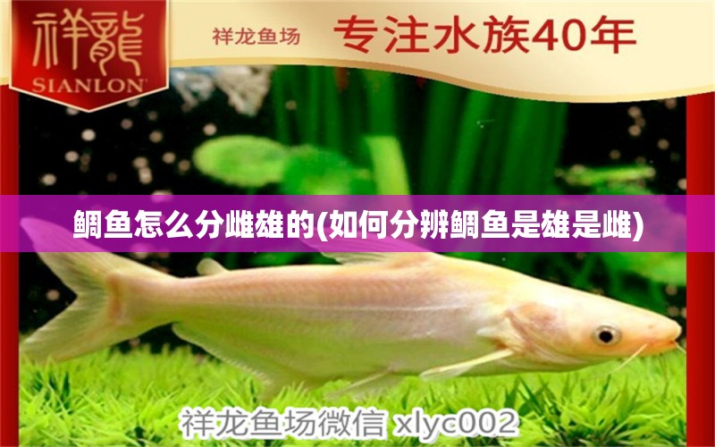 鯛魚怎么分雌雄的(如何分辨鯛魚是雄是雌) 魚缸定做