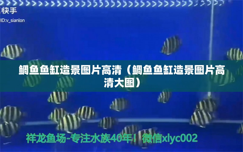 鯛魚魚缸造景圖片高清（鯛魚魚缸造景圖片高清大圖）