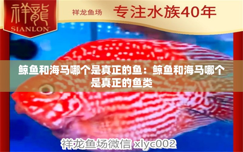 鯨魚和海馬哪個(gè)是真正的魚：鯨魚和海馬哪個(gè)是真正的魚類