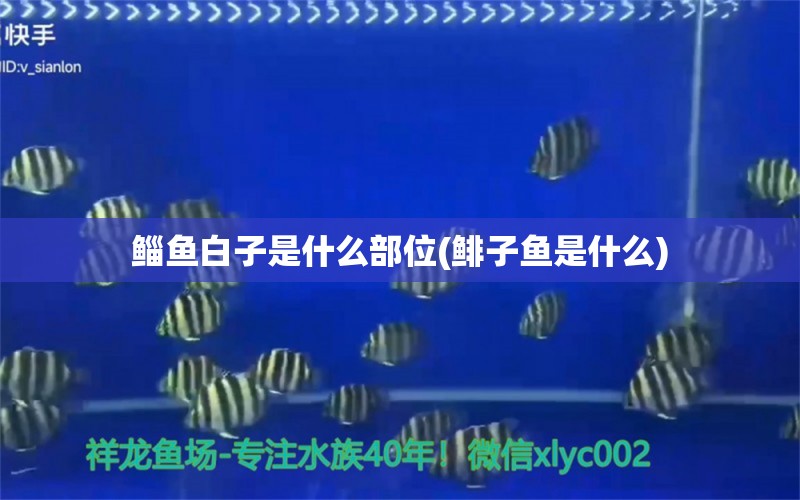 鯔魚白子是什么部位(鯡子魚是什么) 錦鯉池魚池建設