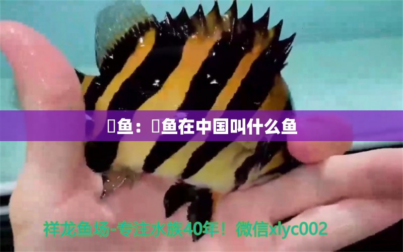 鳀魚：鳀魚在中國叫什么魚