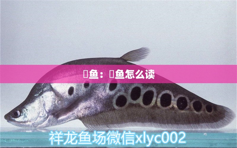 鳀魚：鳀魚怎么讀