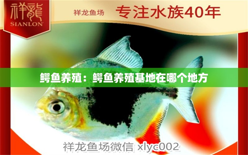 鱷魚(yú)養(yǎng)殖：鱷魚(yú)養(yǎng)殖基地在哪個(gè)地方 觀賞魚(yú)