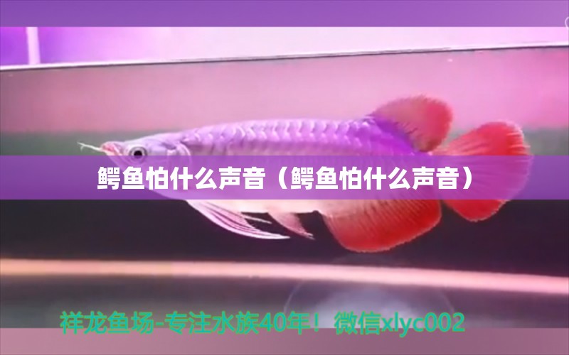 鱷魚怕什么聲音（鱷魚怕什么聲音）