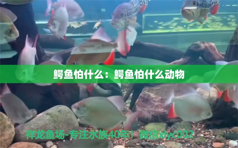 鱷魚怕什么：鱷魚怕什么動物