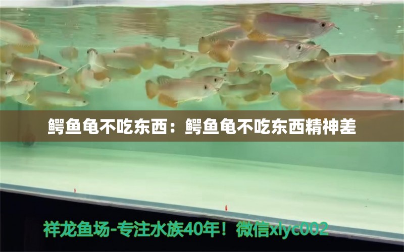 鱷魚龜不吃東西：鱷魚龜不吃東西精神差