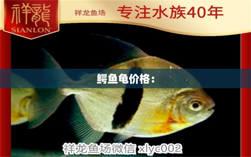 鱷魚龜價(jià)格：