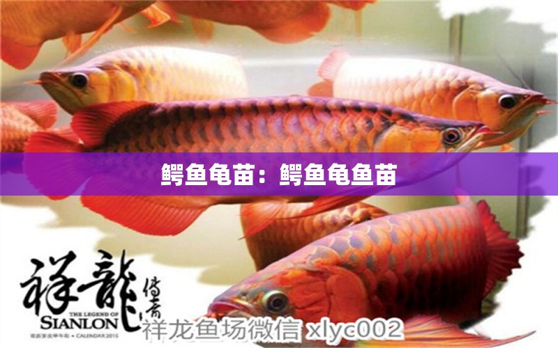 鱷魚龜苗：鱷魚龜魚苗