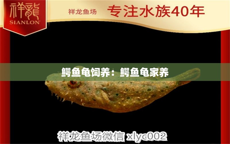 鱷魚龜飼養(yǎng)：鱷魚龜家養(yǎng)