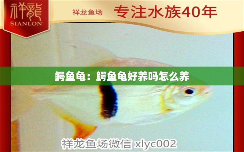 鱷魚龜：鱷魚龜好養(yǎng)嗎怎么養(yǎng)