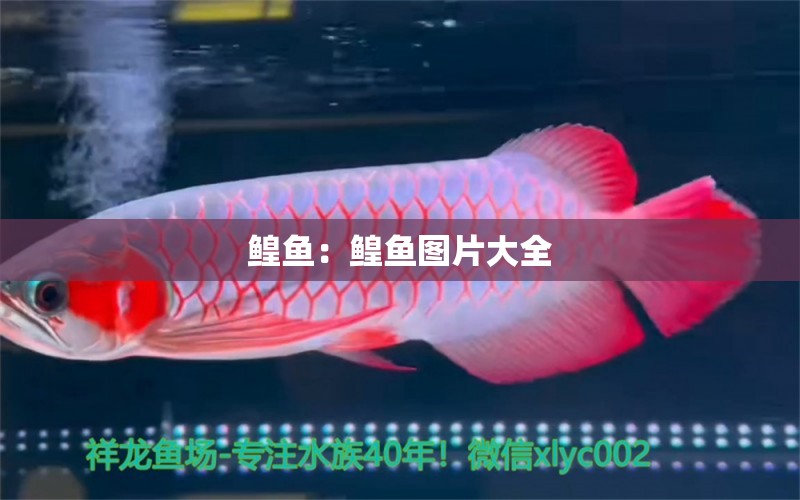 鰉魚：鰉魚圖片大全