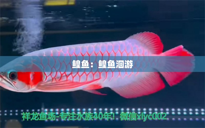 鰉魚：鰉魚洄游