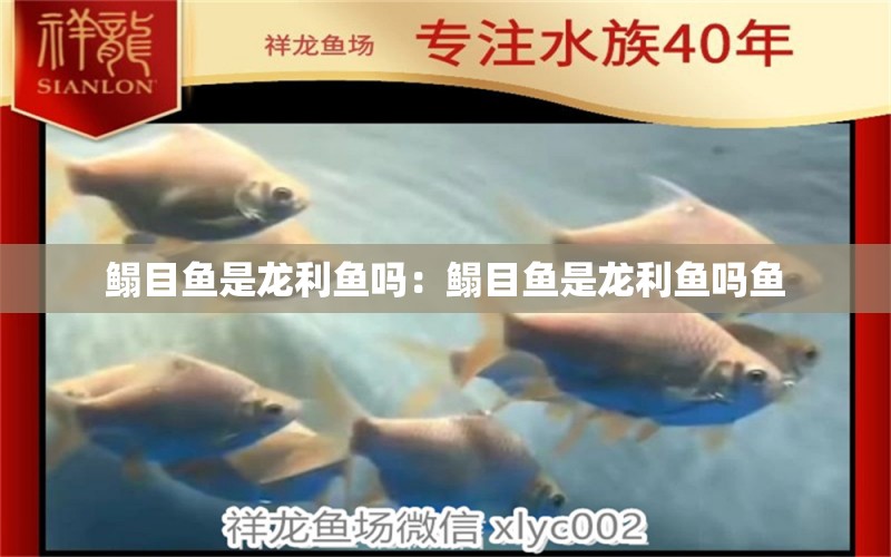 鰨目魚是龍利魚嗎：鰨目魚是龍利魚嗎魚