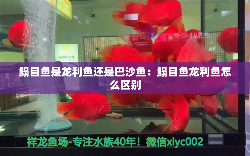 鰨目魚是龍利魚還是巴沙魚：鰨目魚龍利魚怎么區(qū)別