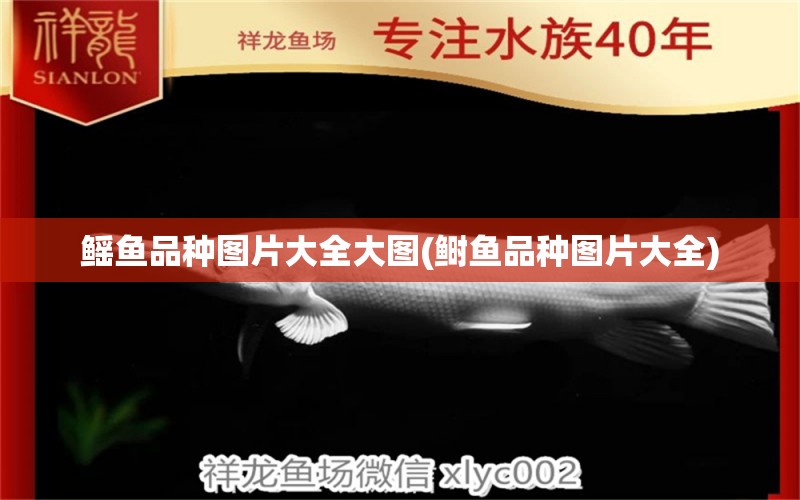 鰩魚品種圖片大全大圖(鰣魚品種圖片大全) 黑桃A魚