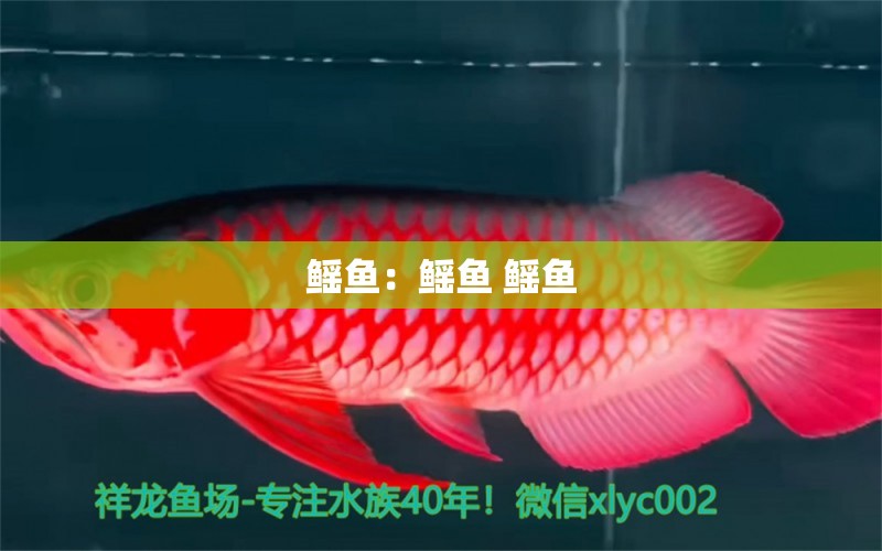 鰩魚：鰩魚 鰩魚