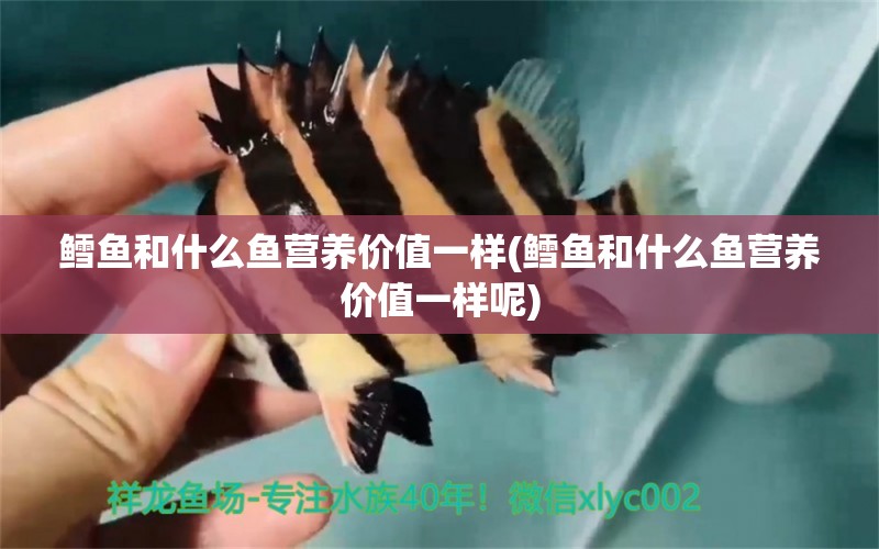 鱈魚(yú)和什么魚(yú)營(yíng)養(yǎng)價(jià)值一樣(鱈魚(yú)和什么魚(yú)營(yíng)養(yǎng)價(jià)值一樣呢) 白子銀龍苗（黃化銀龍苗）