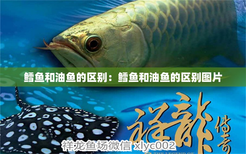 鱈魚和油魚的區(qū)別：鱈魚和油魚的區(qū)別圖片