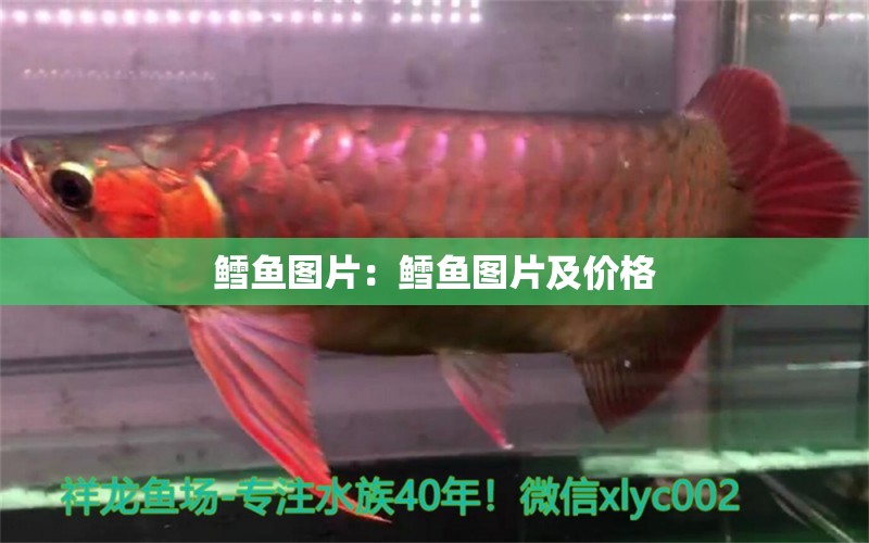 鱈魚圖片：鱈魚圖片及價格