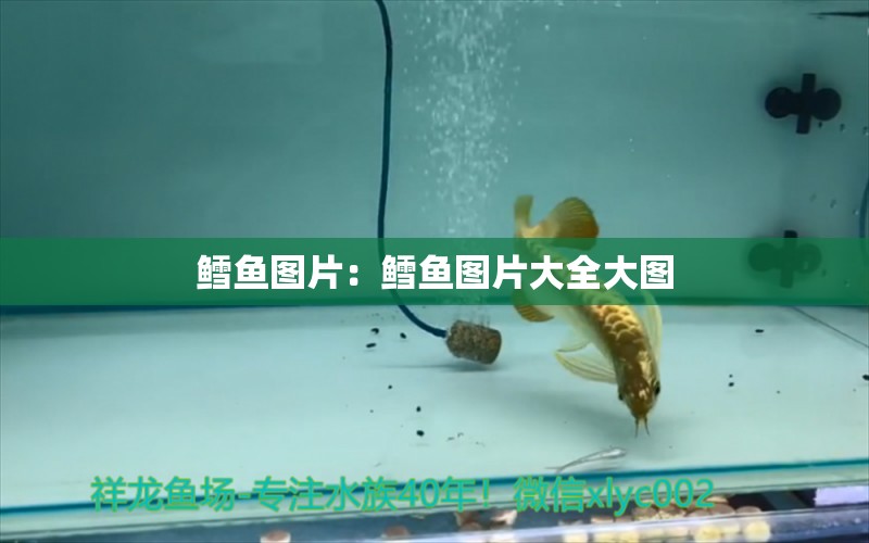 鱈魚圖片：鱈魚圖片大全大圖