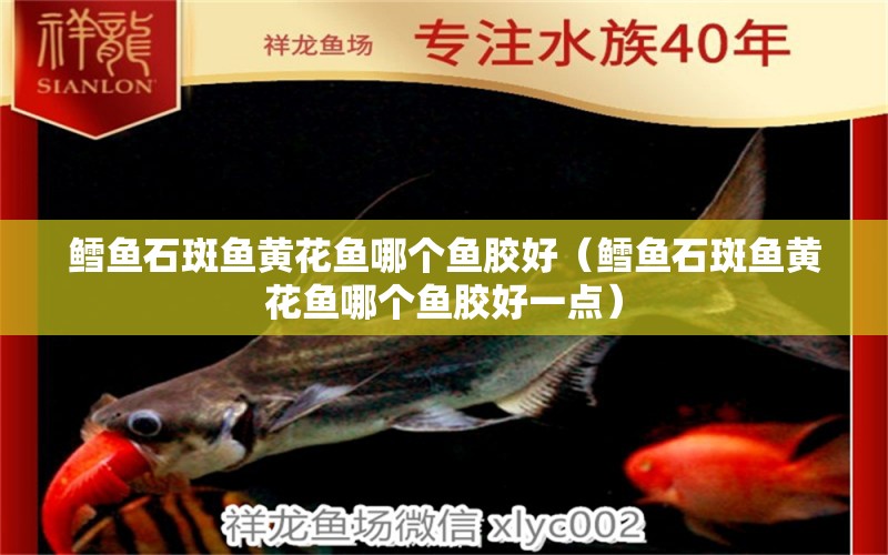 鱈魚石斑魚黃花魚哪個魚膠好（鱈魚石斑魚黃花魚哪個魚膠好一點）