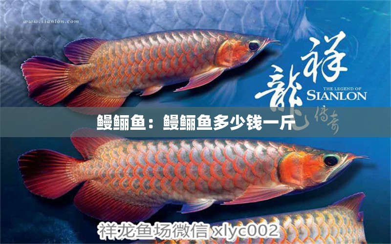 鰻鱺魚：鰻鱺魚多少錢一斤 觀賞魚