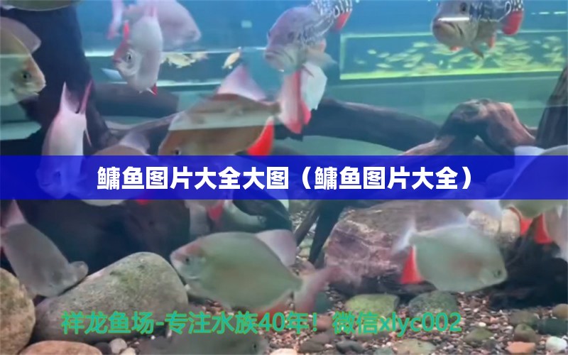 鳙魚(yú)圖片大全大圖（鳙魚(yú)圖片大全）