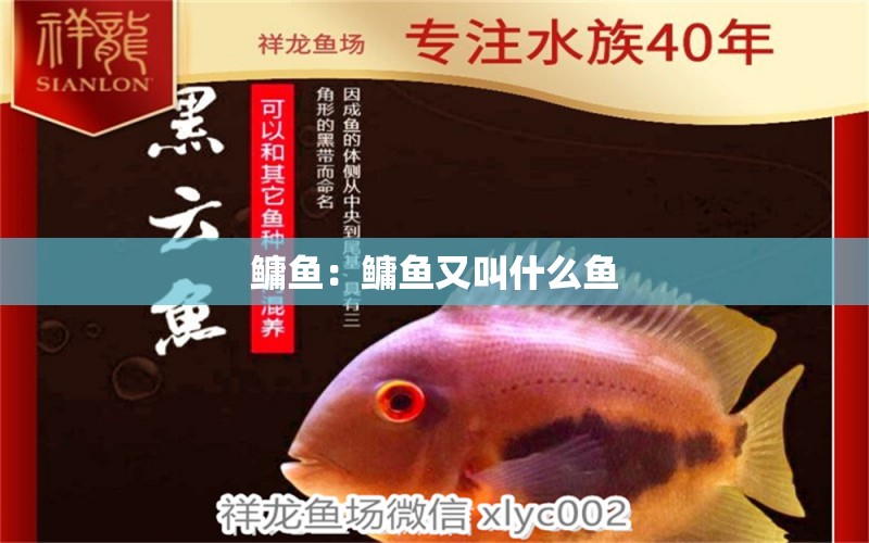 鳙魚：鳙魚又叫什么魚 招財(cái)戰(zhàn)船魚