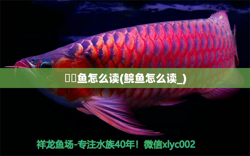 鳛鳛魚怎么讀(鯇魚怎么讀_) 祥龍水族醫(yī)院