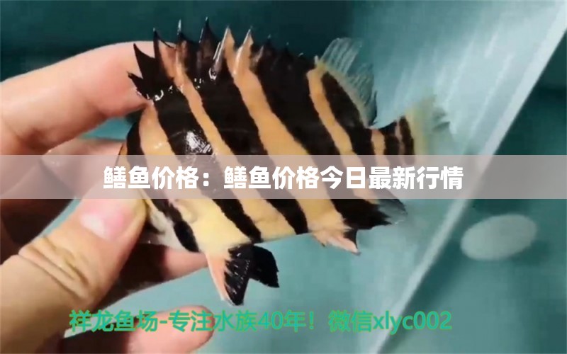 鱔魚價格：鱔魚價格今日最新行情