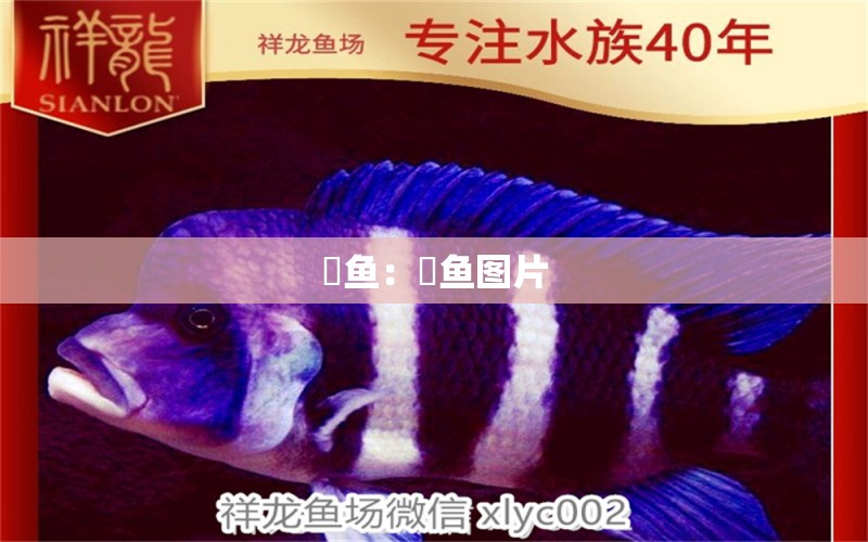 鳡魚：鳡魚圖片