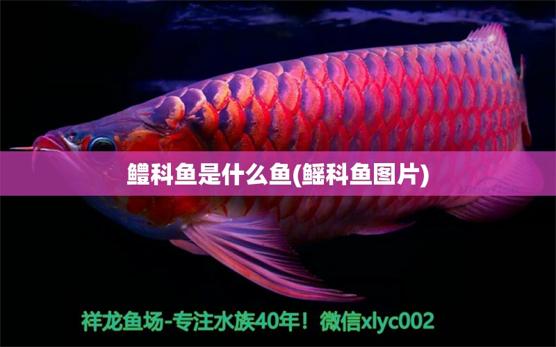 鱧科魚是什么魚(鰩科魚圖片) 檸檬鯽