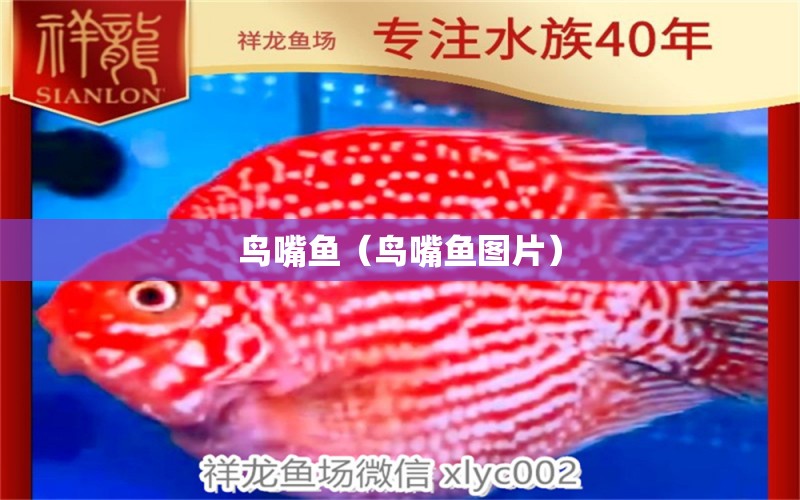 鳥嘴魚（鳥嘴魚圖片） 觀賞魚 第2張