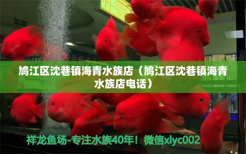 鳩江區(qū)沈巷鎮(zhèn)海青水族店（鳩江區(qū)沈巷鎮(zhèn)海青水族店電話）