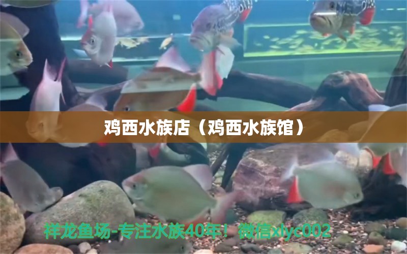 雞西水族店（雞西水族館） 觀賞魚(yú)市場(chǎng)