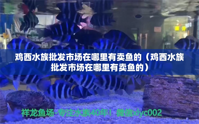 雞西水族批發(fā)市場在哪里有賣魚的（雞西水族批發(fā)市場在哪里有賣魚的）