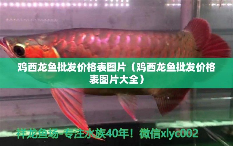 雞西龍魚批發(fā)價格表圖片（雞西龍魚批發(fā)價格表圖片大全） 龍魚批發(fā)