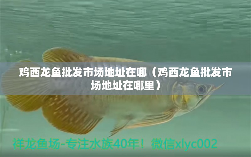 雞西龍魚批發(fā)市場地址在哪（雞西龍魚批發(fā)市場地址在哪里）