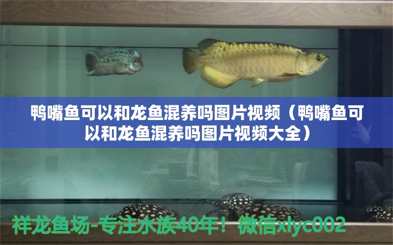 鴨嘴魚可以和龍魚混養(yǎng)嗎圖片視頻（鴨嘴魚可以和龍魚混養(yǎng)嗎圖片視頻大全）