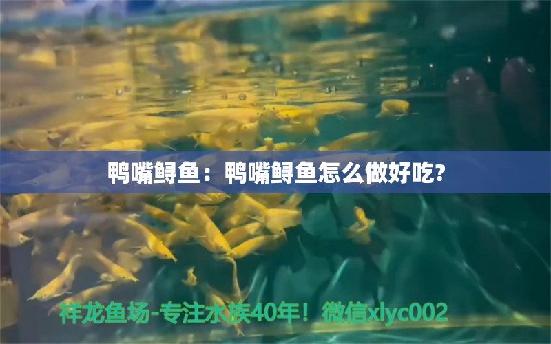 鴨嘴鱘魚：鴨嘴鱘魚怎么做好吃?