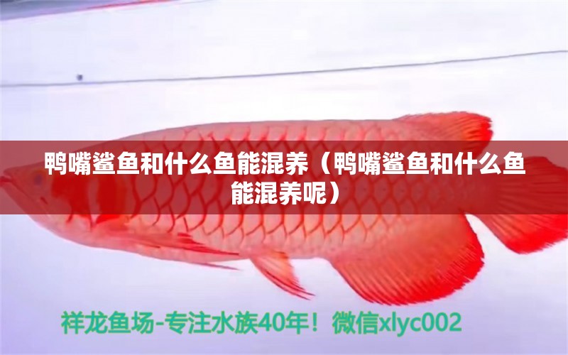 鴨嘴鯊魚和什么魚能混養(yǎng)（鴨嘴鯊魚和什么魚能混養(yǎng)呢） 鴨嘴鯊魚