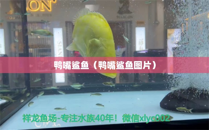 鴨嘴鯊魚（鴨嘴鯊魚圖片）