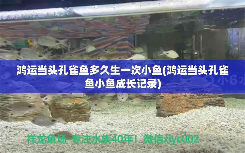 鴻運當頭孔雀魚多久生一次小魚(鴻運當頭孔雀魚小魚成長記錄) 觀賞魚 第1張