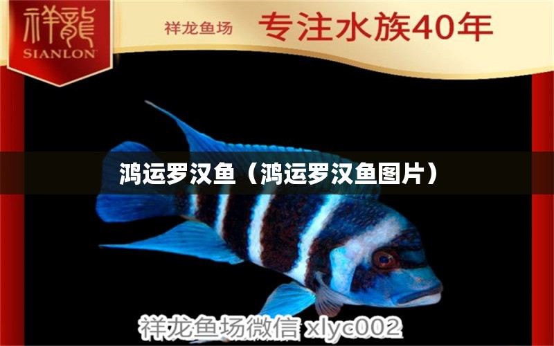 鴻運(yùn)羅漢魚（鴻運(yùn)羅漢魚圖片） 羅漢魚