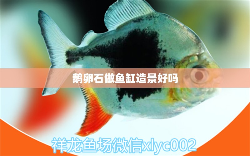 鵝卵石做魚缸造景好嗎