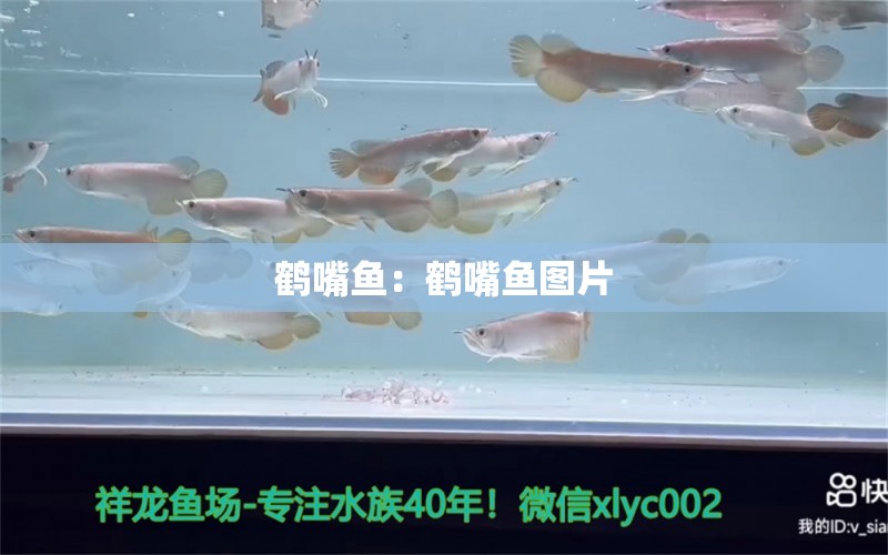 鶴嘴魚：鶴嘴魚圖片