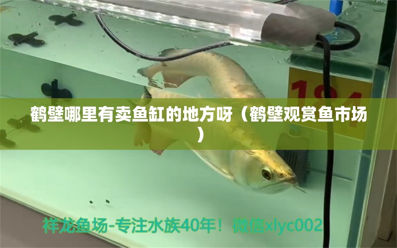 鶴壁哪里有賣魚缸的地方呀（鶴壁觀賞魚市場）