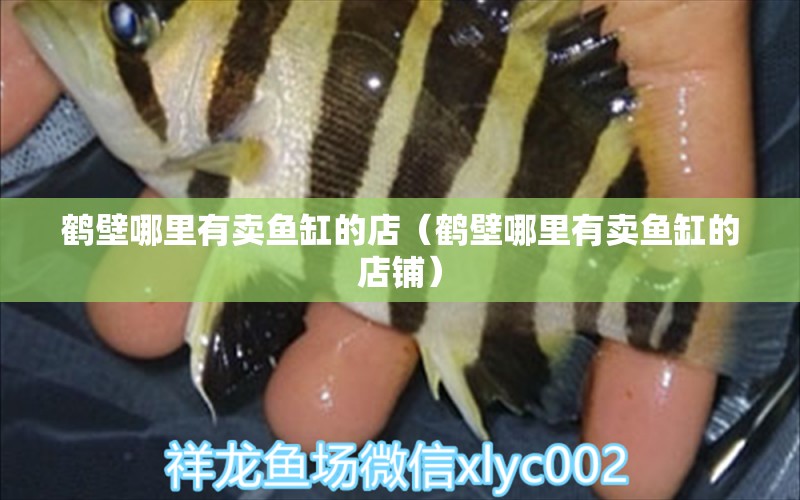 鶴壁哪里有賣魚缸的店（鶴壁哪里有賣魚缸的店鋪）