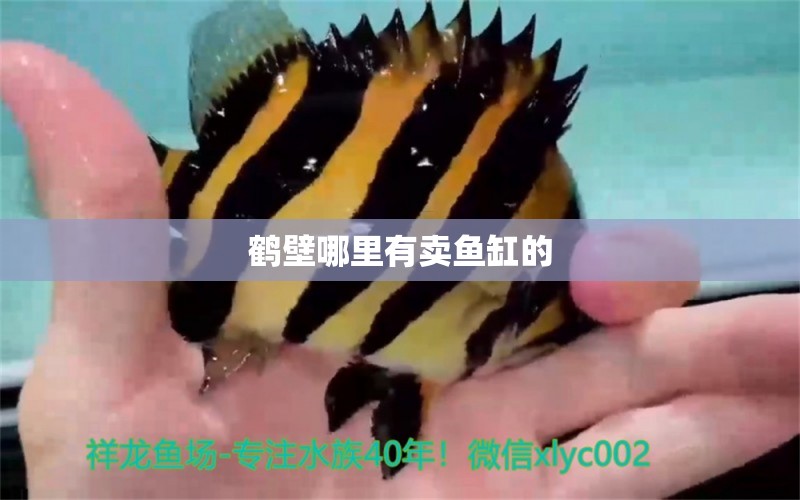 鶴壁哪里有賣魚缸的 其他品牌魚缸