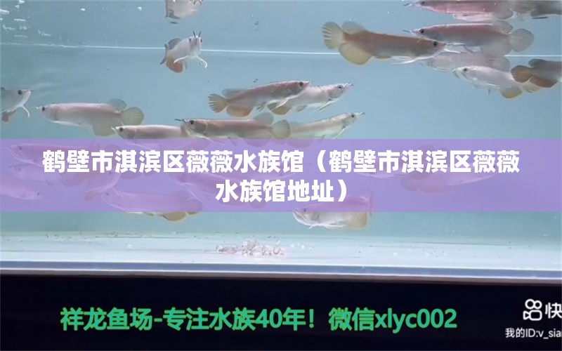 鶴壁市淇濱區(qū)薇薇水族館（鶴壁市淇濱區(qū)薇薇水族館地址）